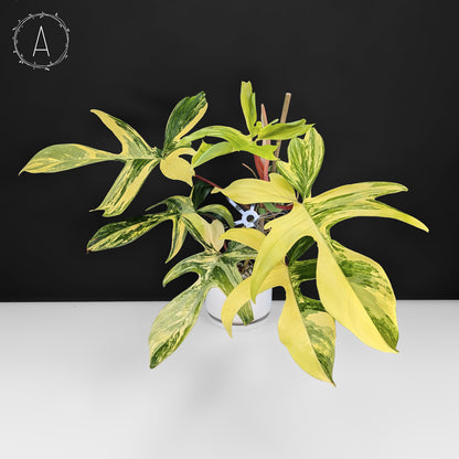 Philodendron Florida Beauty