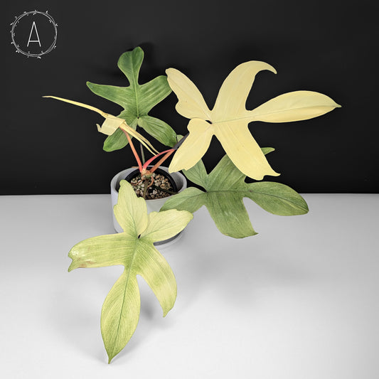 Philodendron Florida Ghost