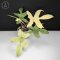 Philodendron Florida Ghost