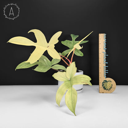 Philodendron Florida Ghost