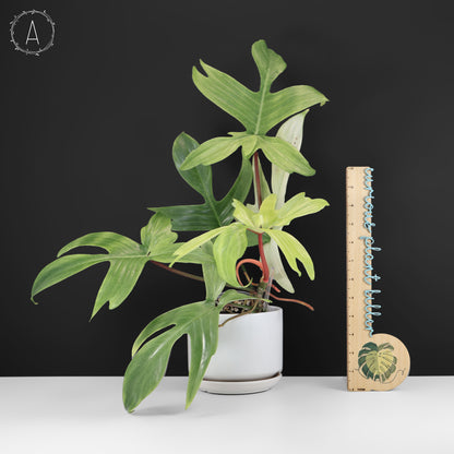 Philodendron fantôme de Floride