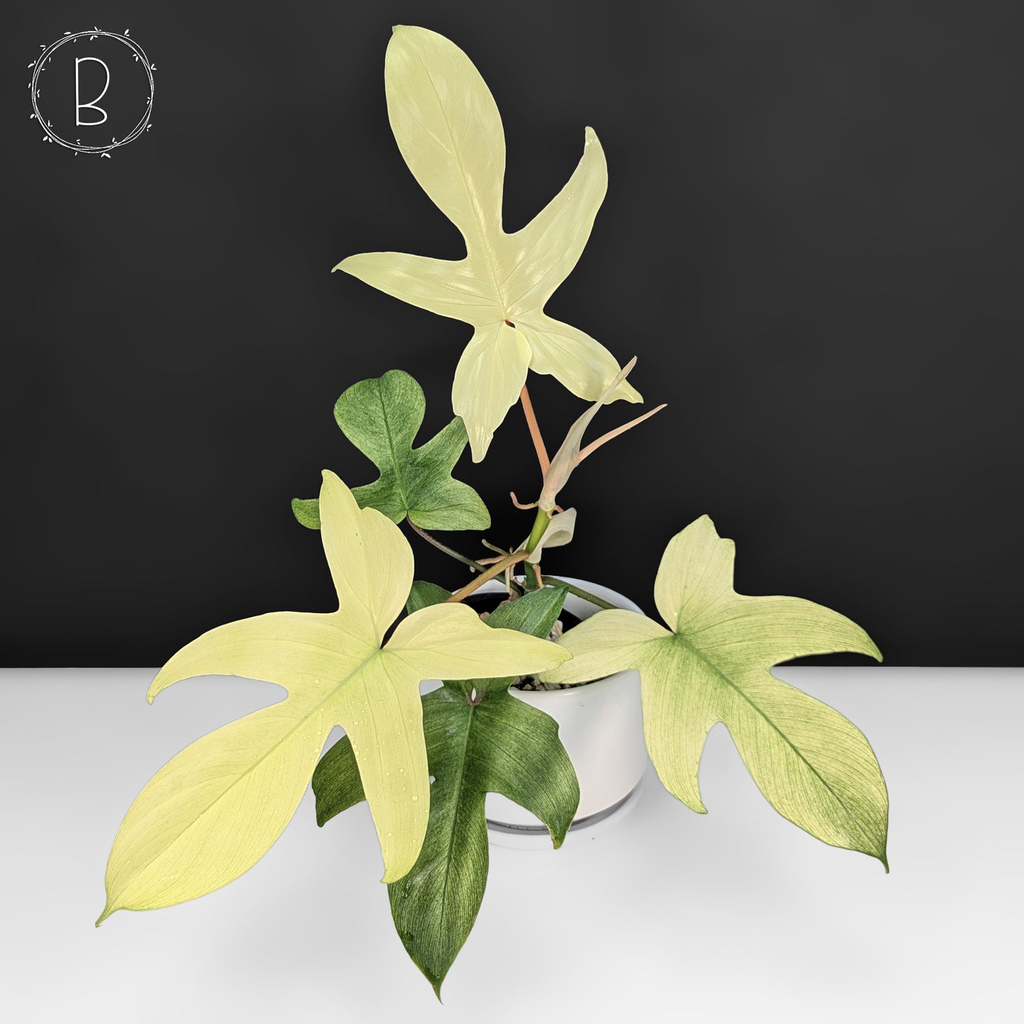 Philodendron Florida Ghost