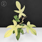 Philodendron Florida Ghost