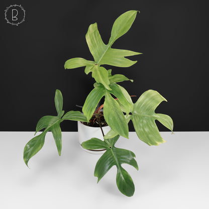 Philodendron fantôme de Floride