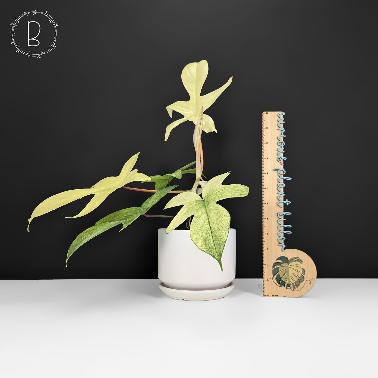 Philodendron Florida Ghost