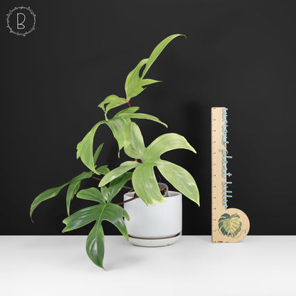 Philodendron fantôme de Floride