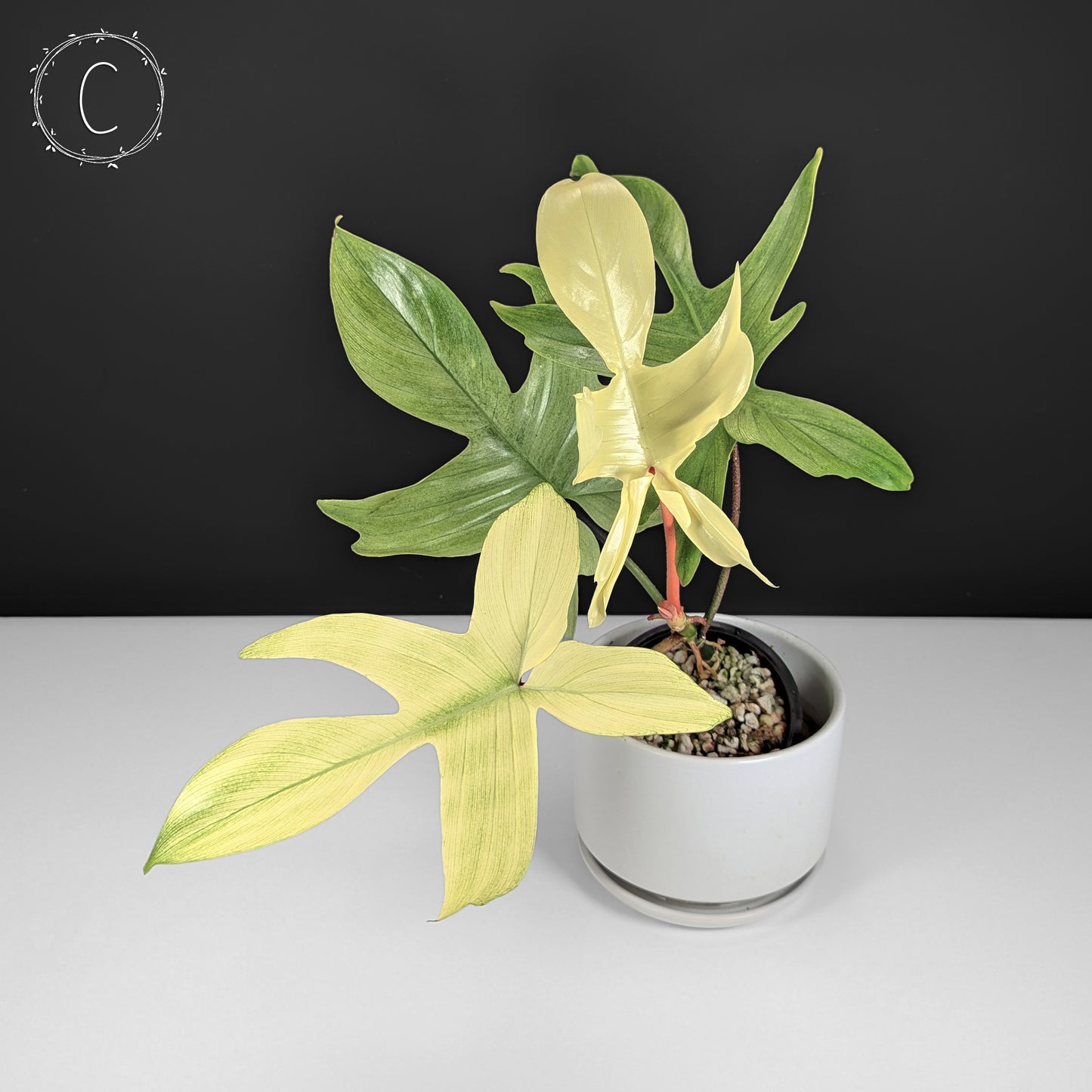Philodendron Florida Ghost