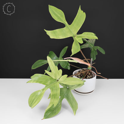 Philodendron fantôme de Floride