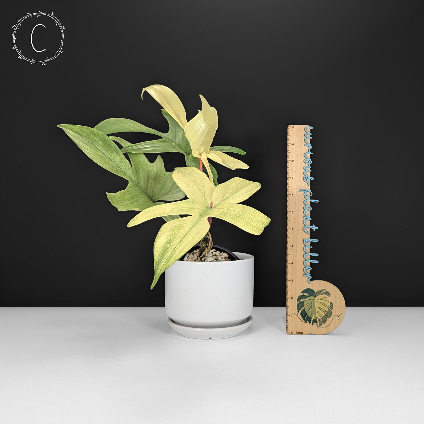 Philodendron Florida Ghost
