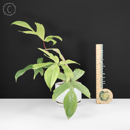 Philodendron fantôme de Floride