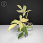 Philodendron Florida Ghost