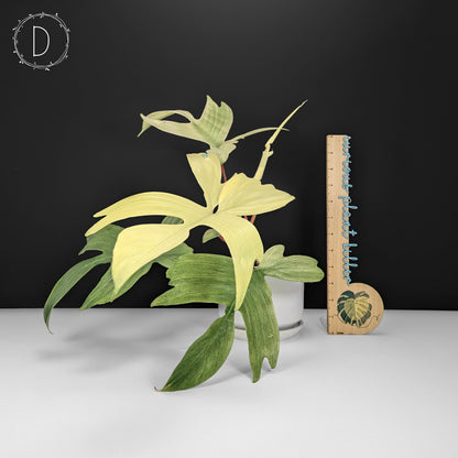 Philodendron Florida Ghost