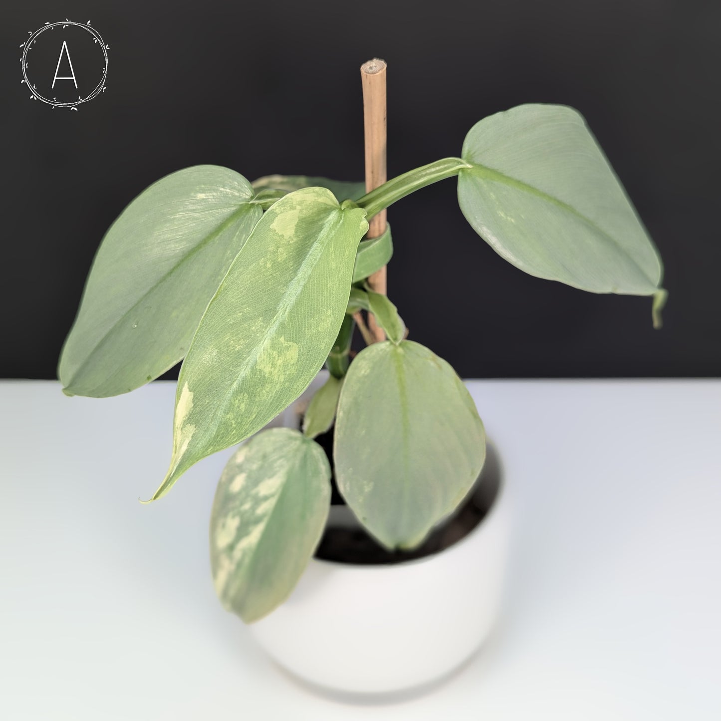 Philodendron Hastatum Variegated