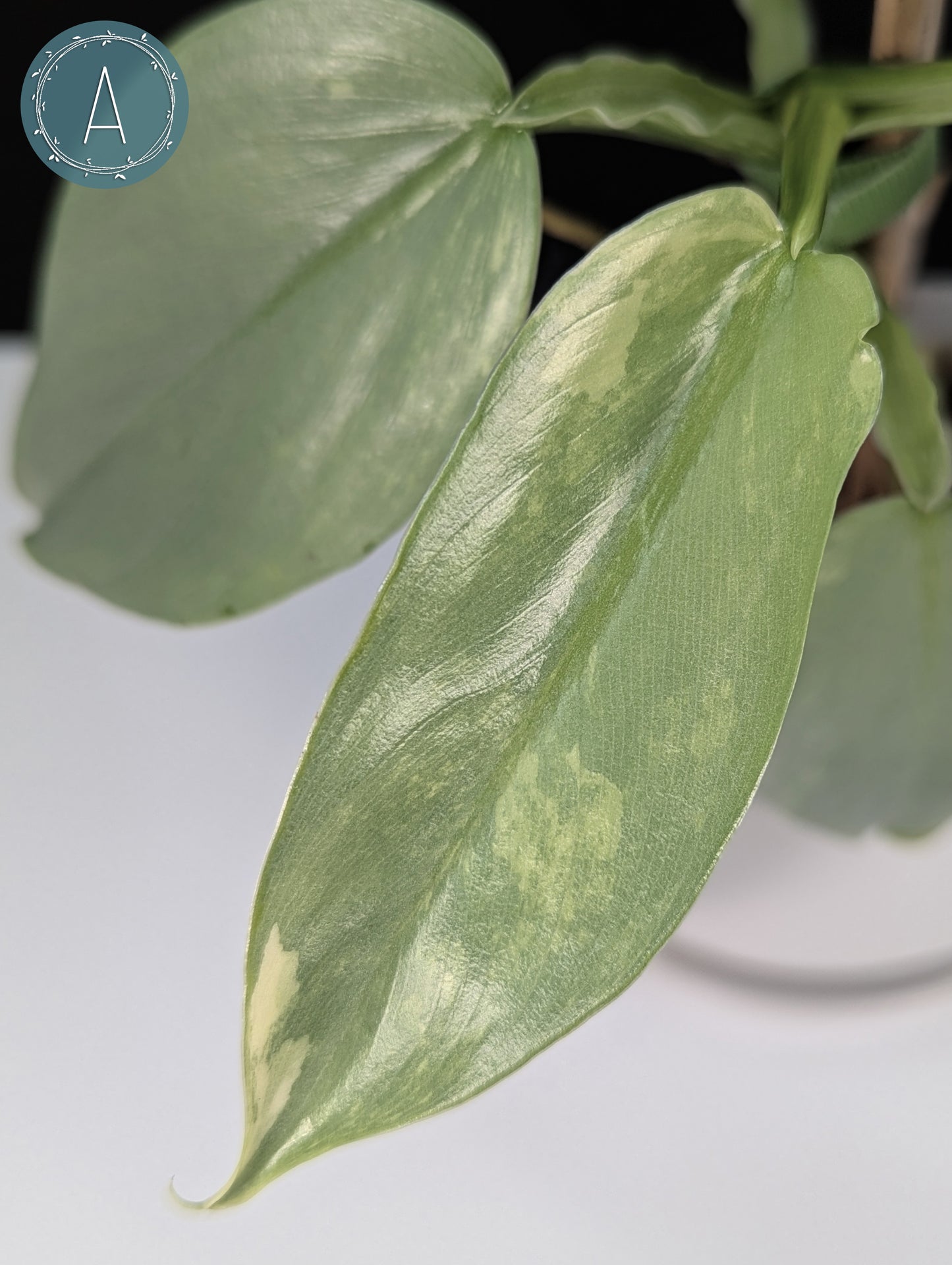 Philodendron Hastatum Variegated