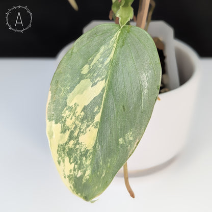 Philodendron Hastatum Variegated