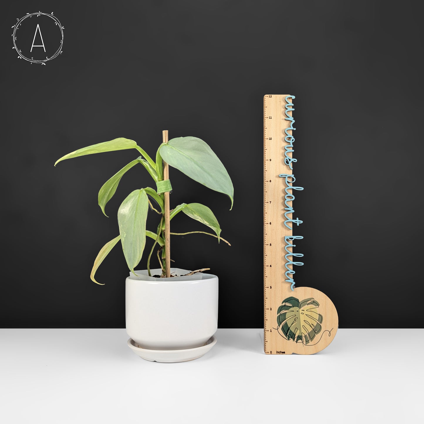 Philodendron Hastatum Variegated