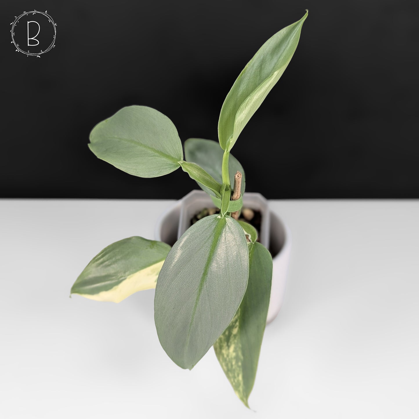 Philodendron Hastatum Variegated