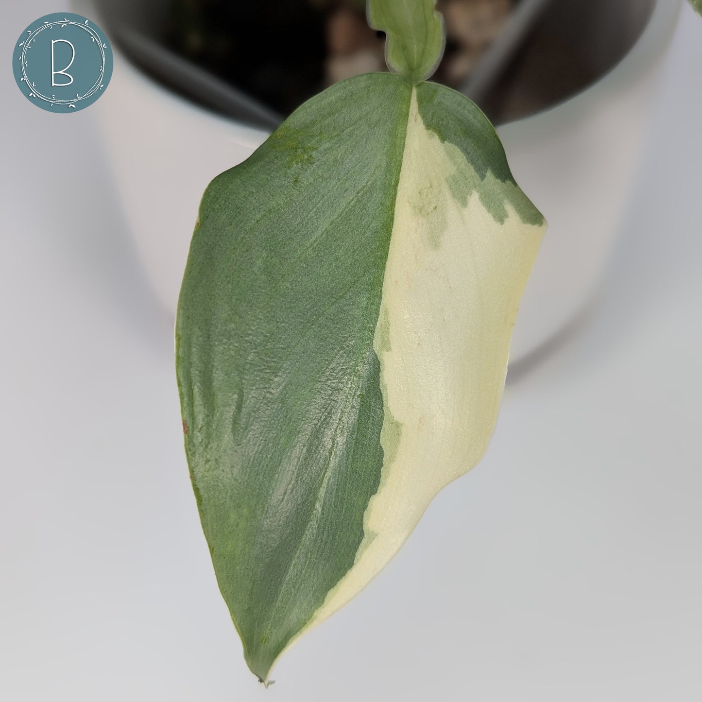 Philodendron Hastatum Variegated