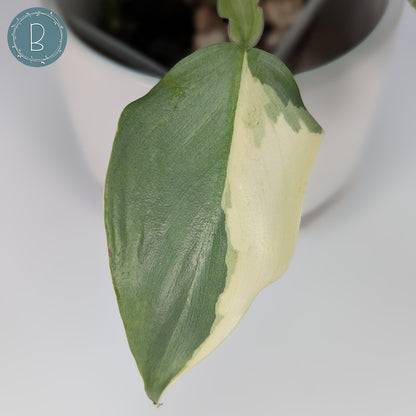 Philodendron Hastatum Variegated