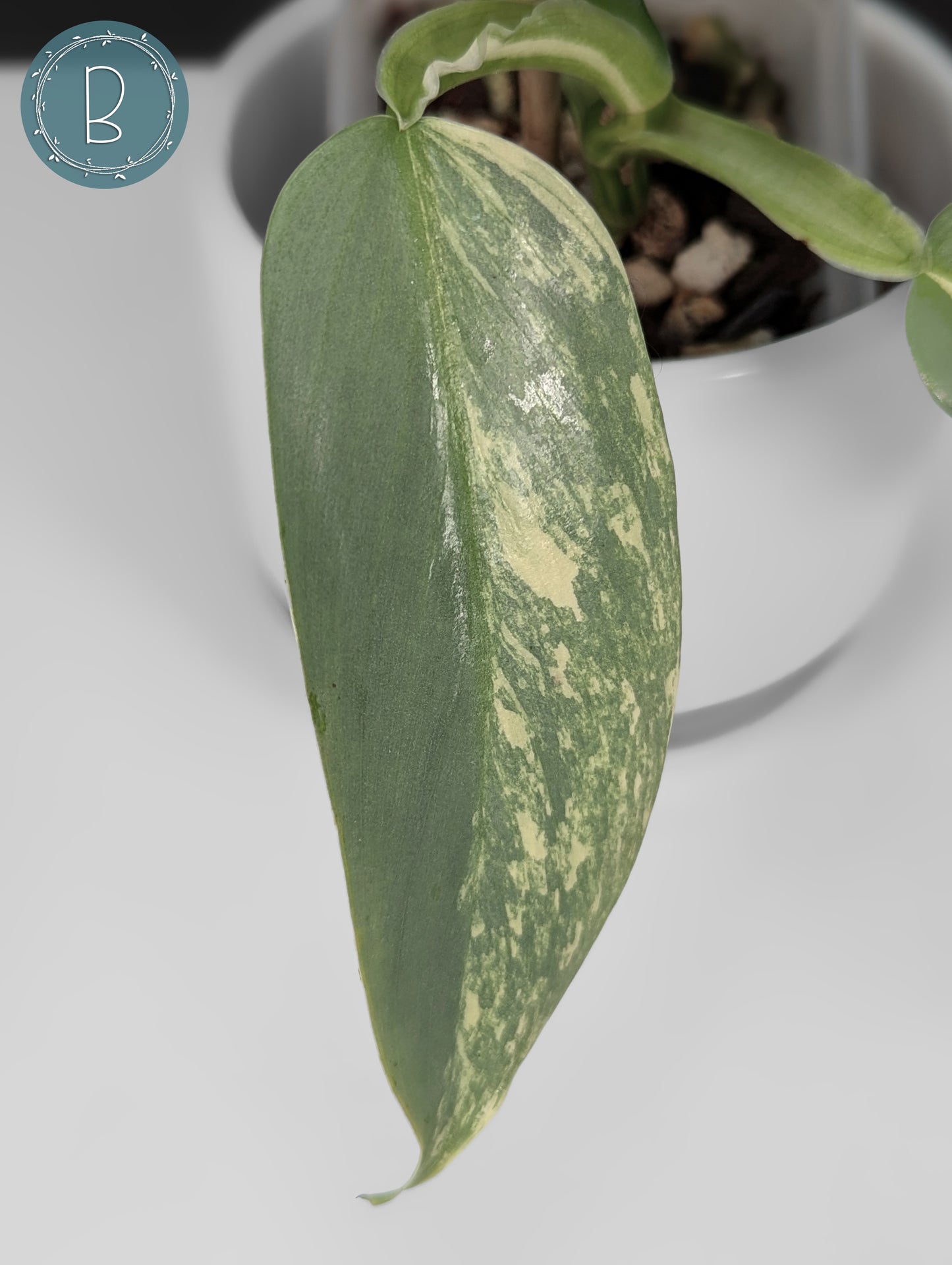 Philodendron Hastatum Variegated