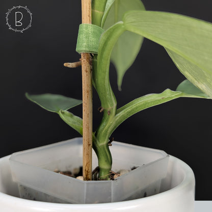 Philodendron Hastatum Variegated
