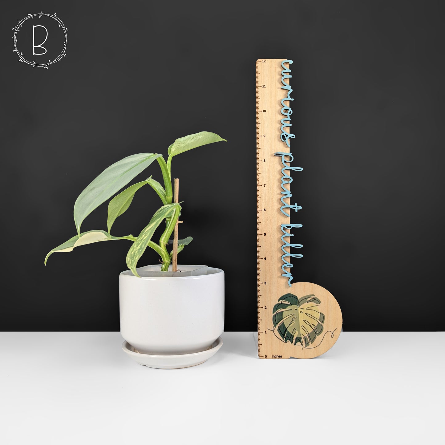 Philodendron Hastatum Variegated