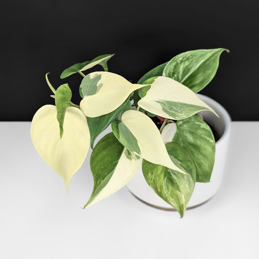 Philodendron Hederaceum Albo
