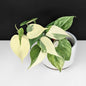 Philodendron Hederaceum Albo