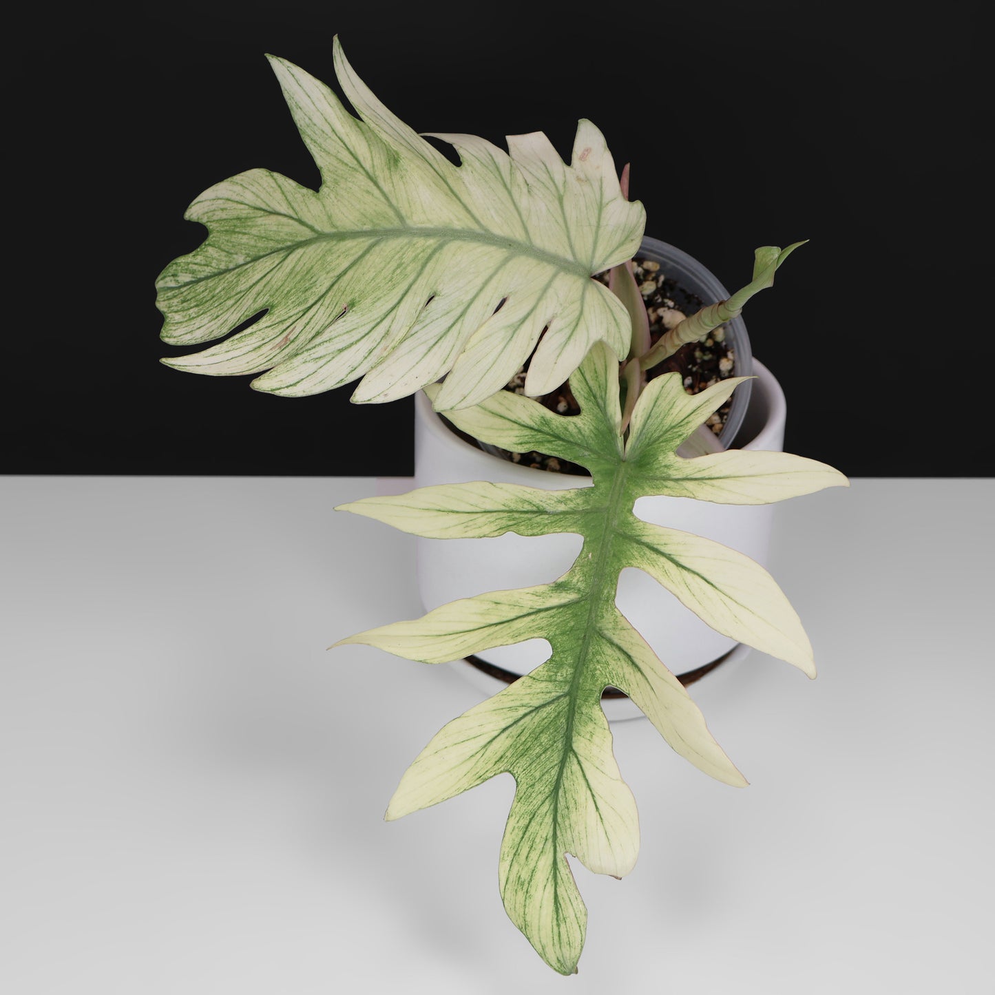 Filodendro Mayoi x Squamiferum