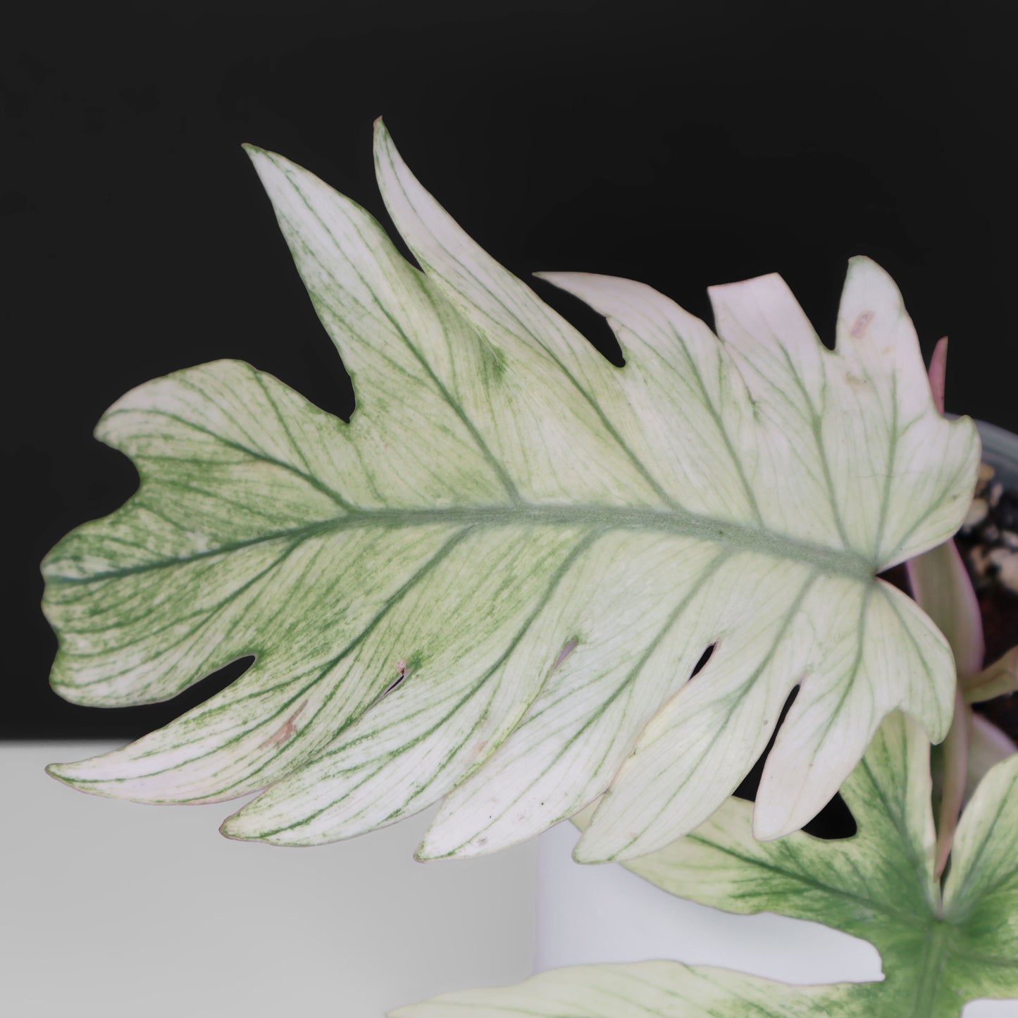 Filodendro Mayoi x Squamiferum