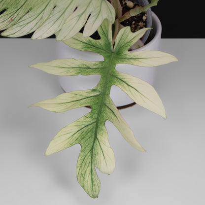 Filodendro Mayoi x Squamiferum