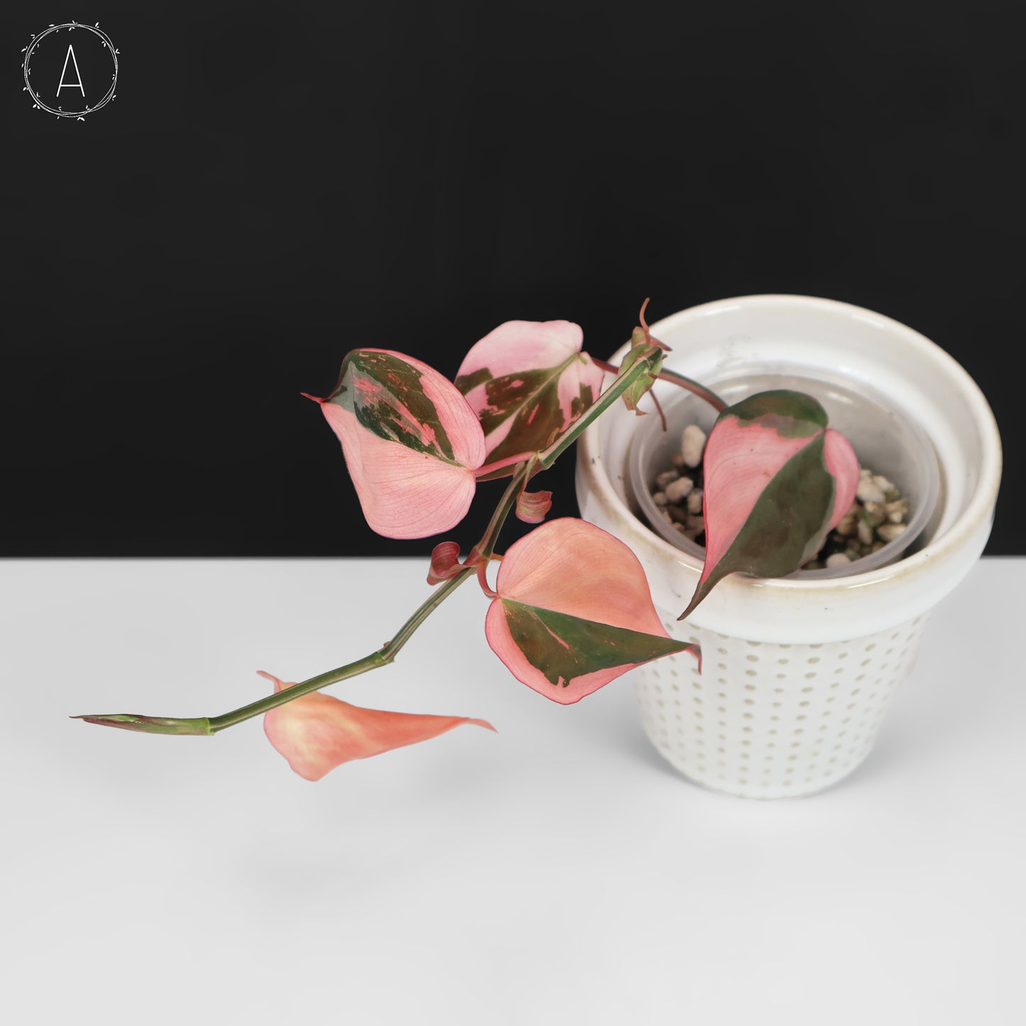 Philodendron Micans Albo; Pink Micans