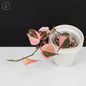 Philodendron Micans Albo; Pink Micans