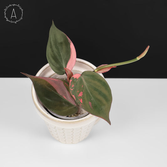 Philodendron Micans Albo; Pink Micans