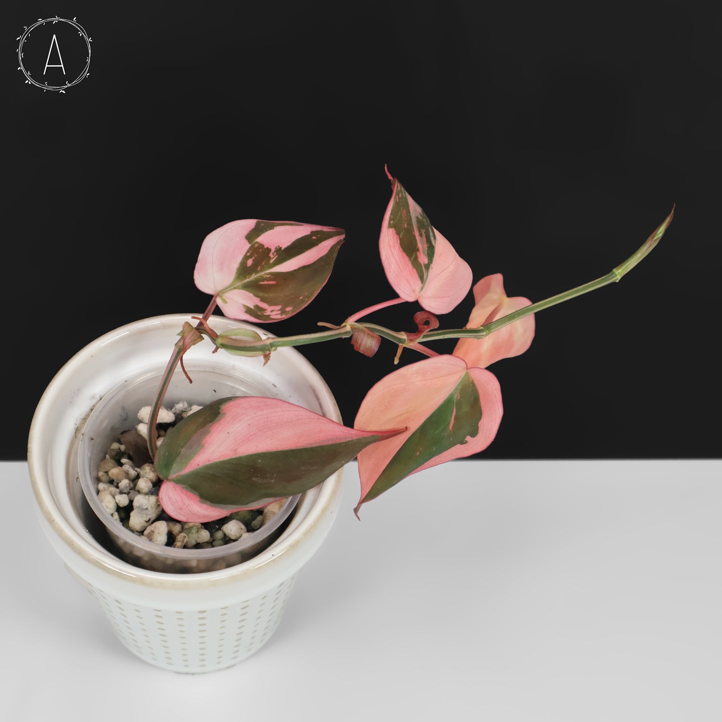 Philodendron Micans Albo; Pink Micans
