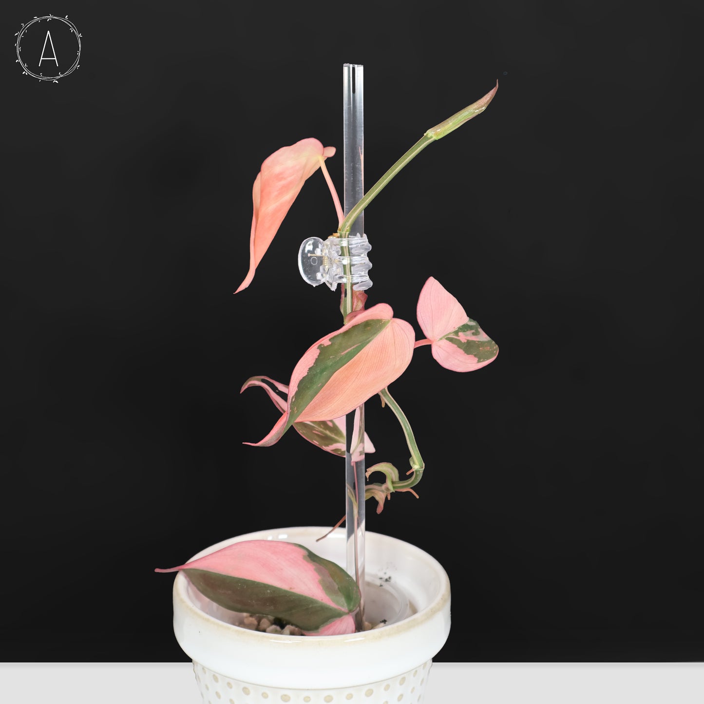 Philodendron Micans Albo; Pink Micans