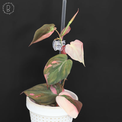 Philodendron Micans Albo; Pink Micans