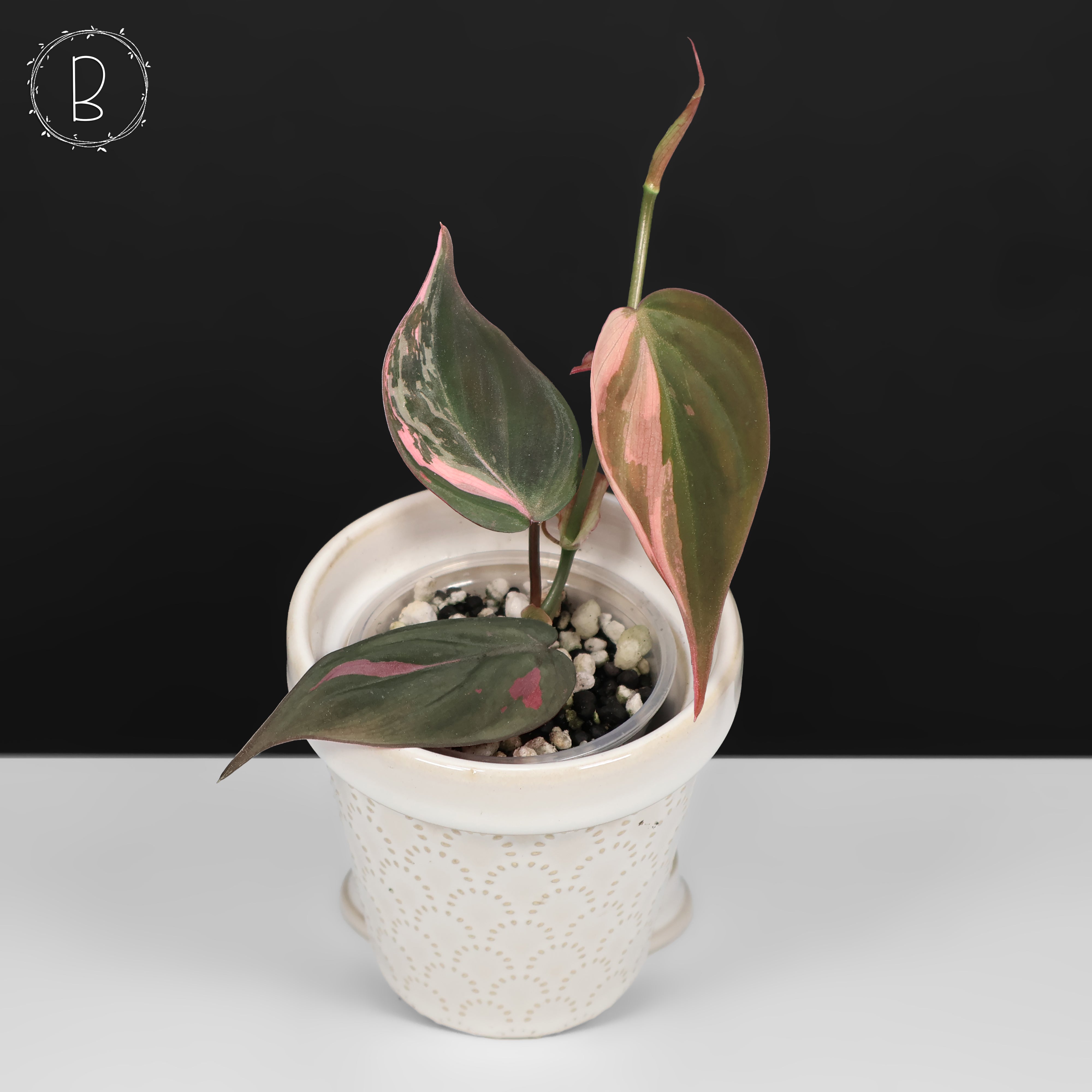 その他観葉植物 philodendron micans pink variegata Pink Variegated Philodendron Micans 4