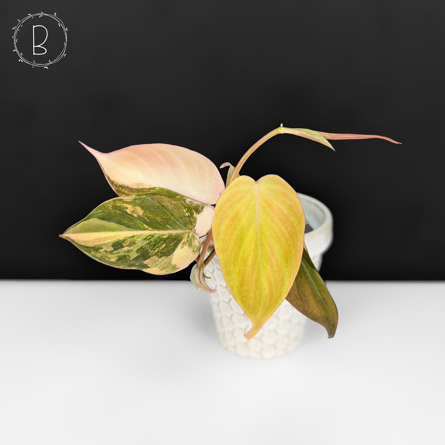 Philodendron Micans Aurea