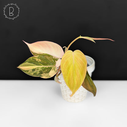 Philodendron Micans Aurea
