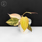 Philodendron Micans Aurea