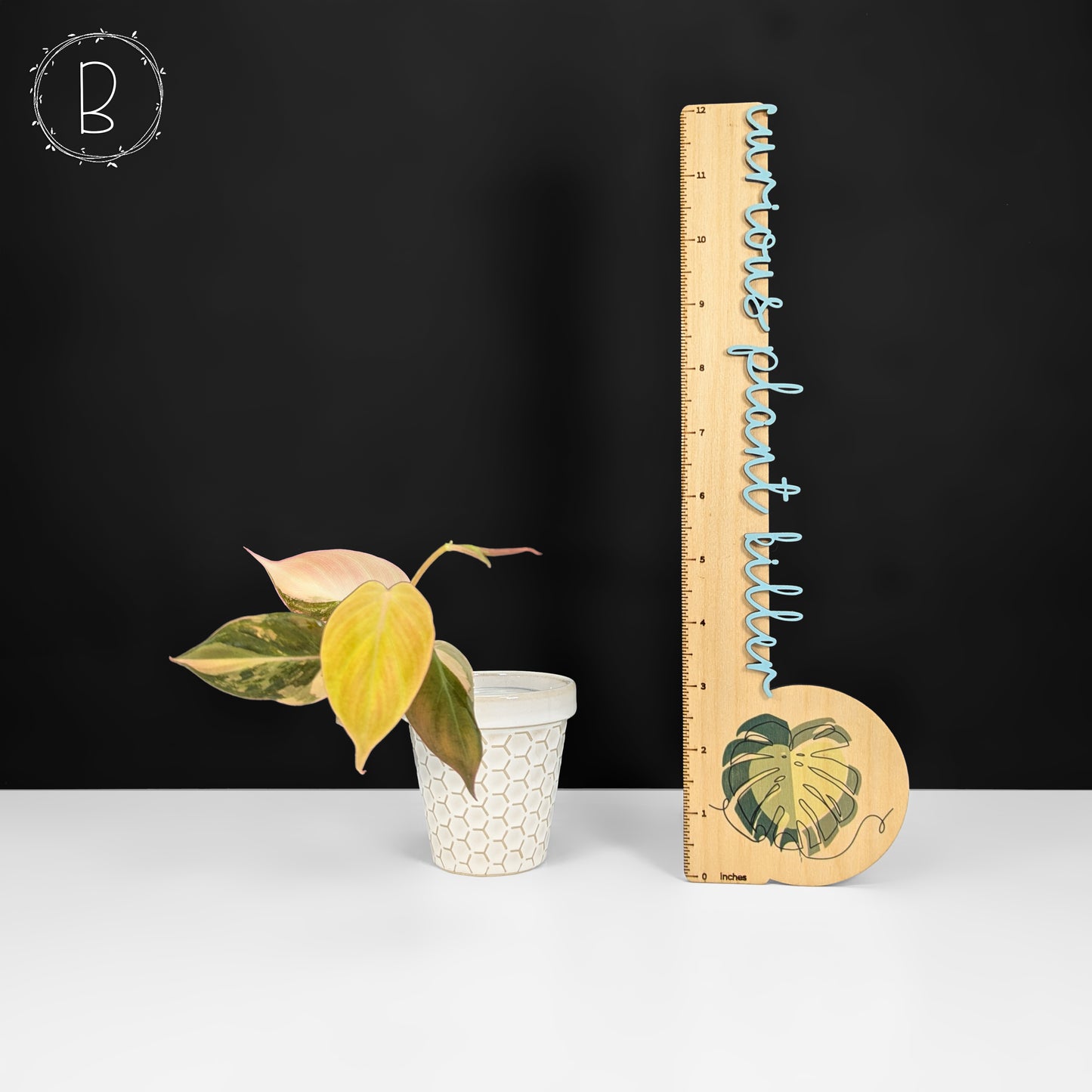 Philodendron Micans Aurea