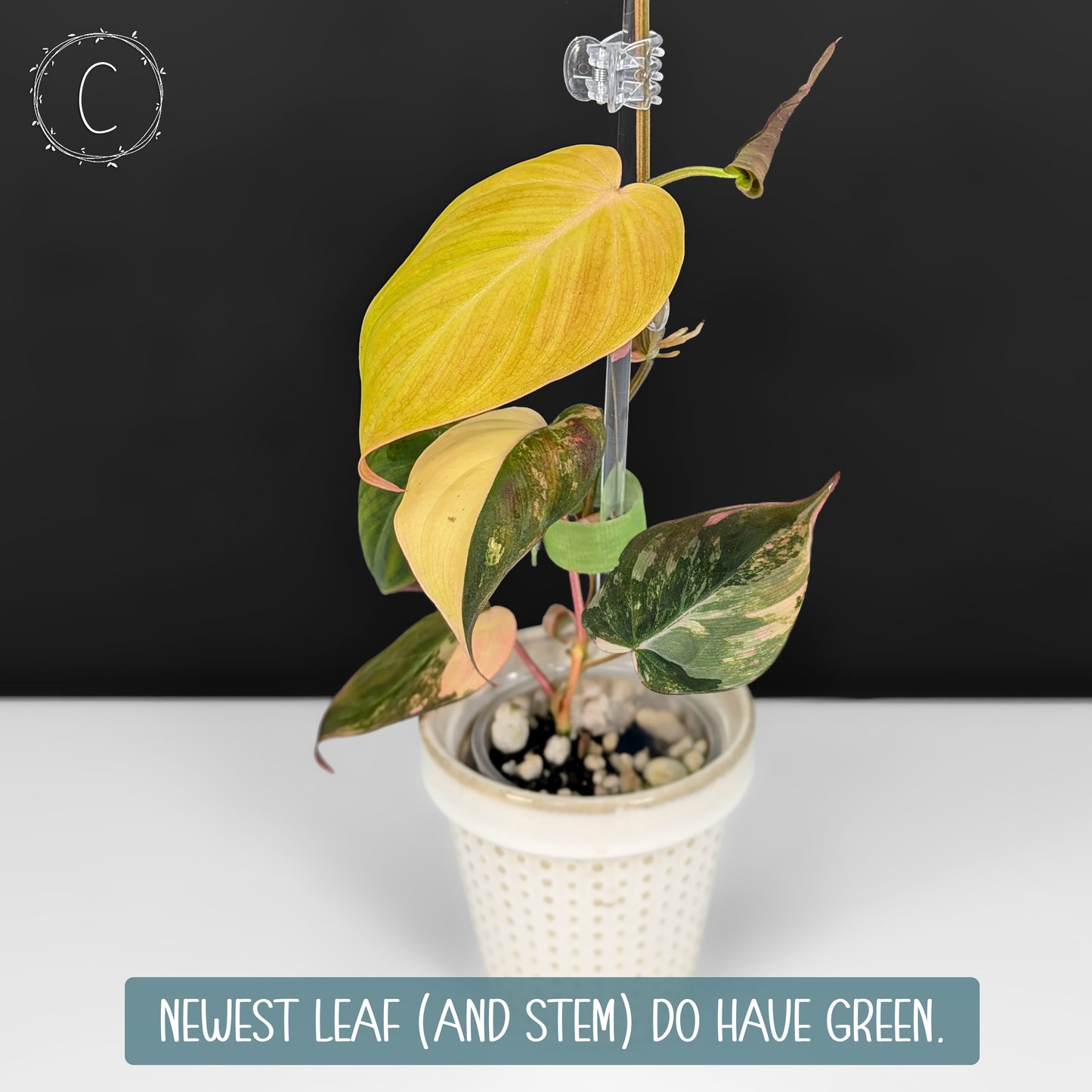 Philodendron Micans Aurea