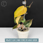 Philodendron Micans Aurea