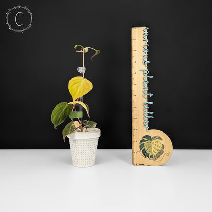 Philodendron Micans Aurea