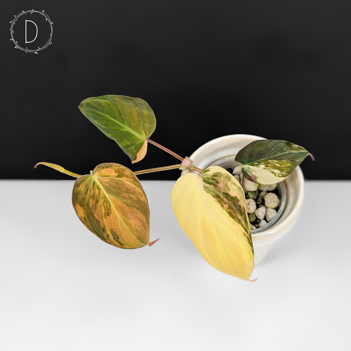 Philodendron Micans Aurea