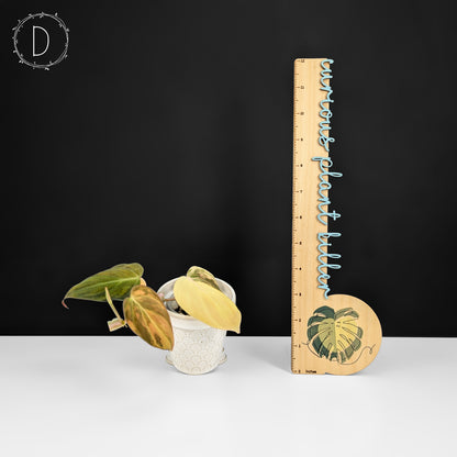 Philodendron Micans Aurea