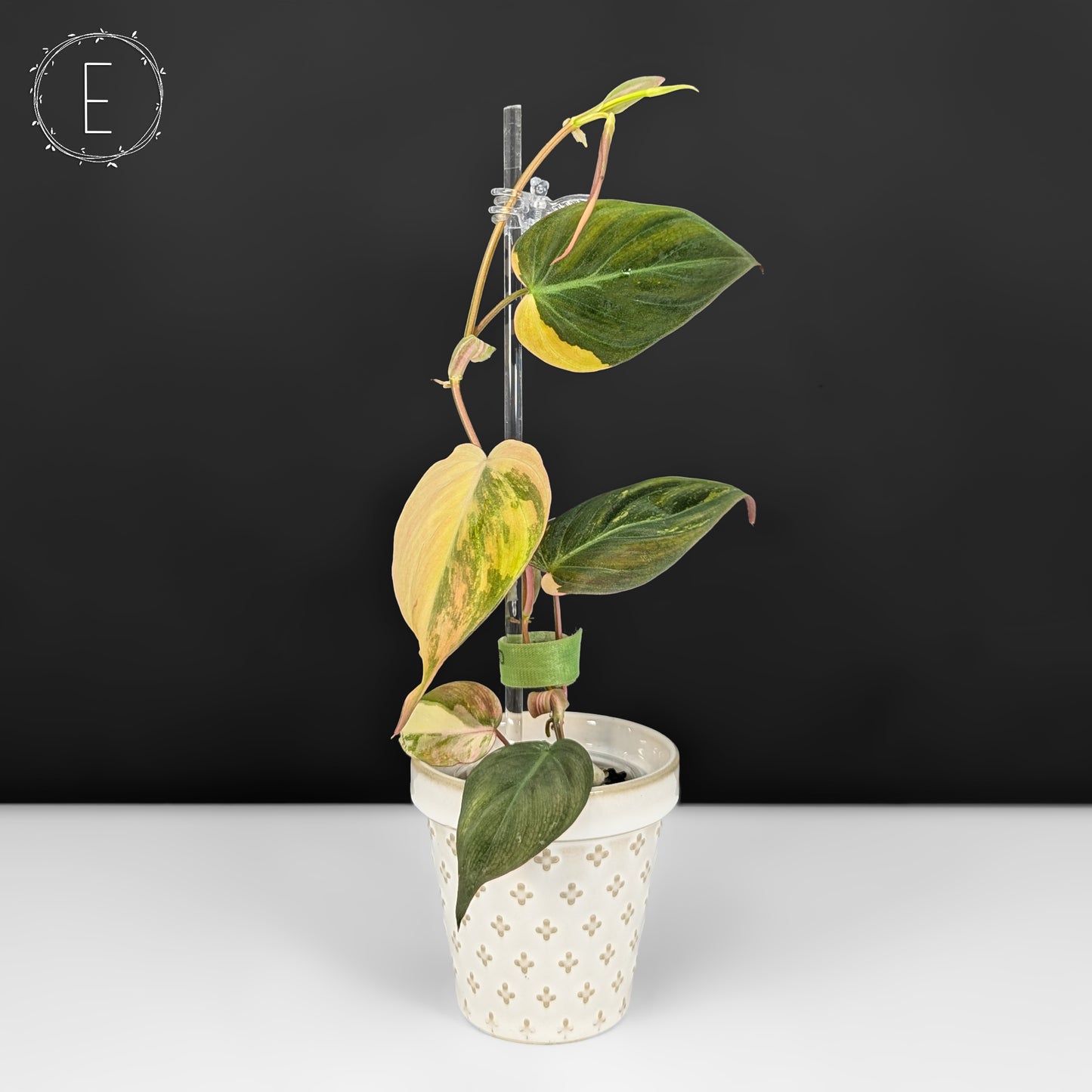 Philodendron Micans Aurea