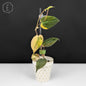 Philodendron Micans Aurea