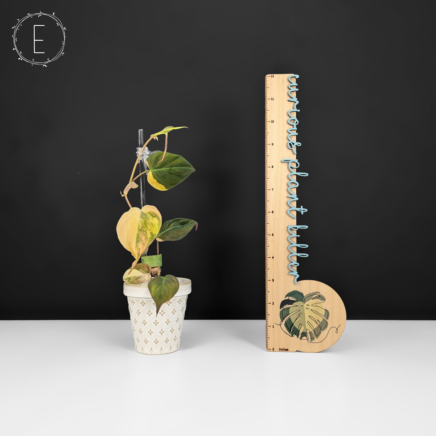 Philodendron Micans Aurea